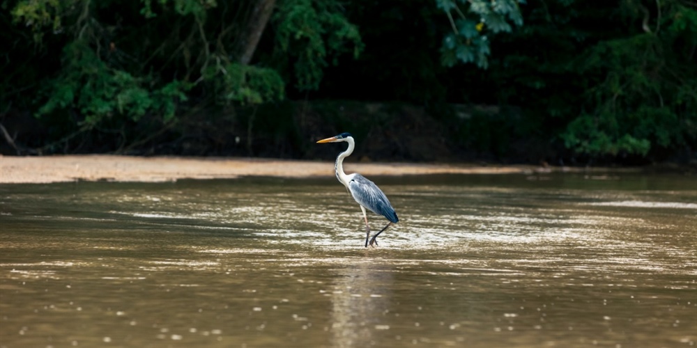 Imagen de garza morena en un río