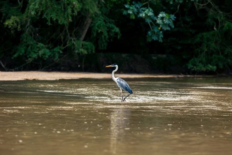 Imagen de garza morena en un río