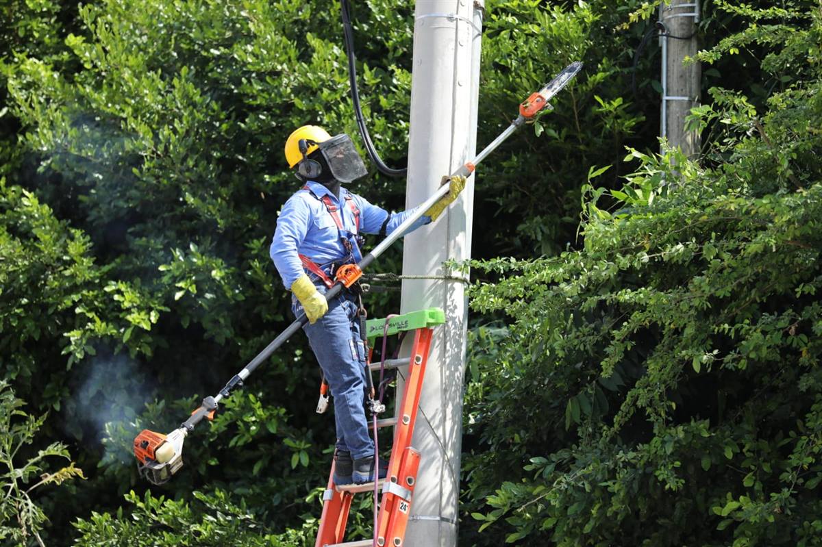 ¿Por qué las podas ayudan a garantizar el servicio de energía?