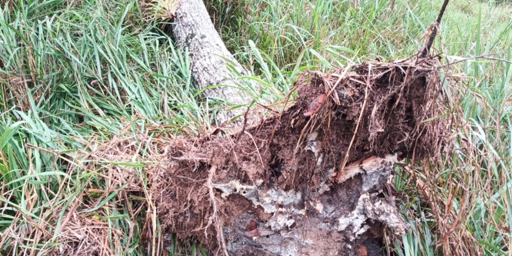 En San Vicente de Chucurí y Lebrija ESSA avanza en la reparación de daños ocasionados por invierno