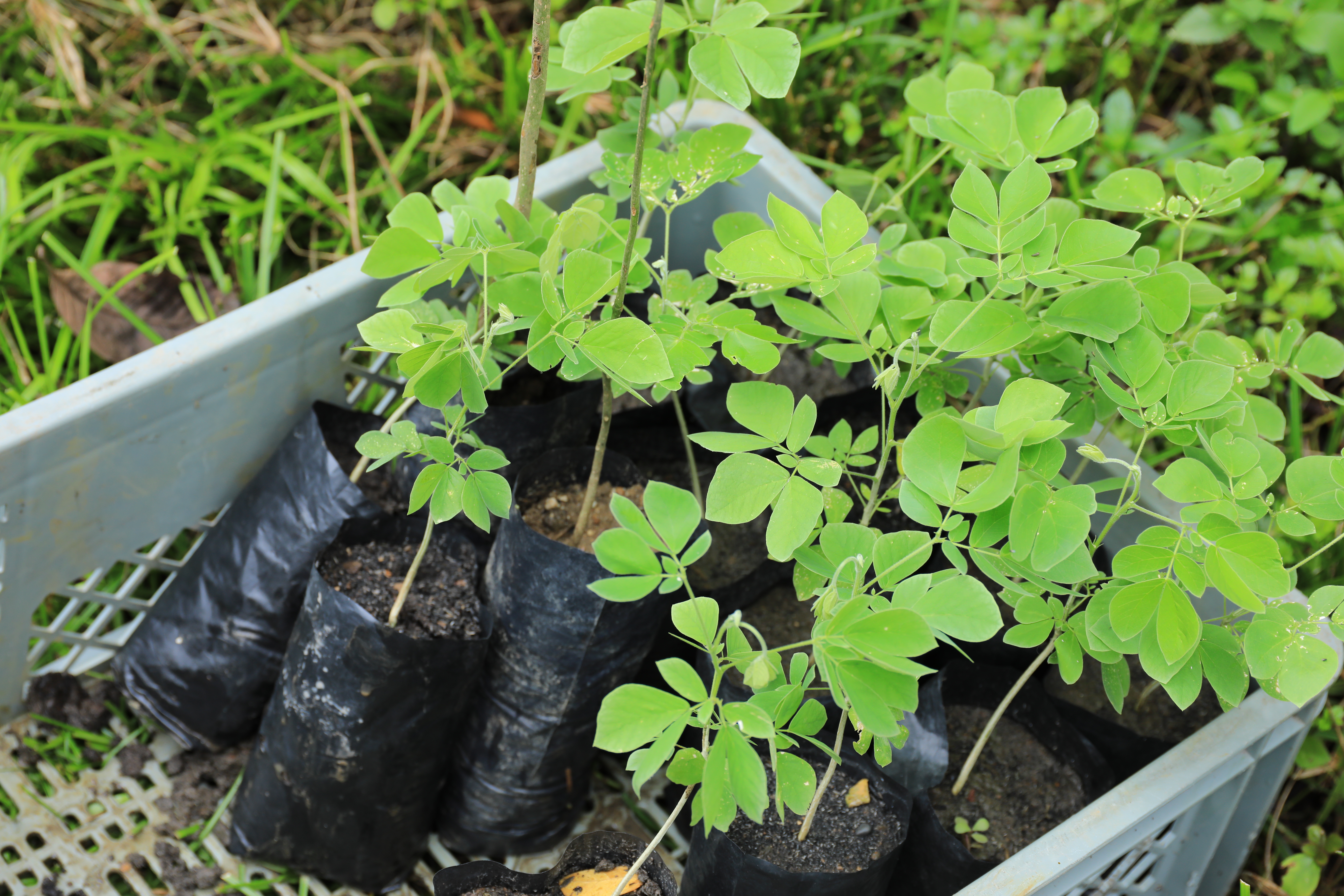 Plantulas en una canasta, para siembra Plantulas en una canasta, para siembra